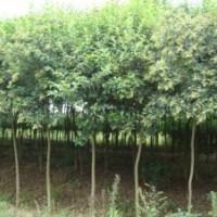 9公分大叶女贞 9公分大叶女贞