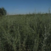 供应柠条苗，踏啷苗，沙柳苗