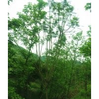 泸州蓝花楹|蓝花楹价格|西南蓝花楹|成都蓝花楹|