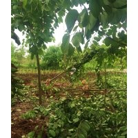 泸州羊蹄甲|成都羊蹄甲|四川羊蹄甲|西南羊蹄甲|