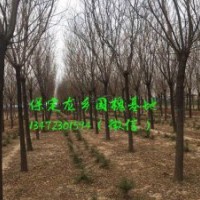 11公分国槐价格，11公分国槐树