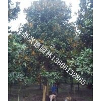 成都低价批发广玉兰