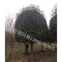 成都低价批发八月桂花