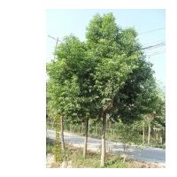 供应重阳木 南京重阳木 重阳木批发价格 重阳木