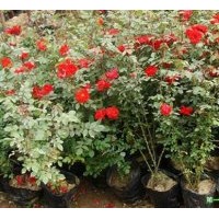 供应月季裸根苗