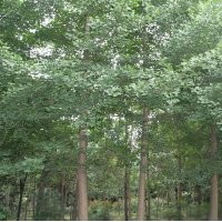 四川成都银杏基地银杏价格银杏直销10-50公分银杏报价