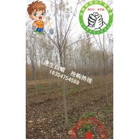 出售5公分--9公分的速生白蜡