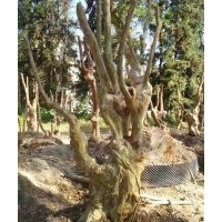 紫薇桩，拆迁赔偿用的