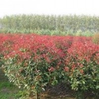 南京红叶石楠当年小苗价格 80公分冠红叶石楠价格