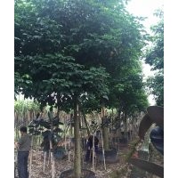 供应凤凰木，大叶紫薇，白玉兰，羊蹄甲，榕树等等