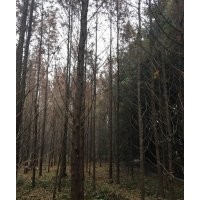 成都水杉基地水杉直销低价格树型好批量供应