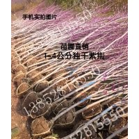 3公分紫荆价格4.5公分紫荆价格