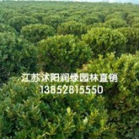 80公分卫矛球价格，100公分1米2卫矛球价格