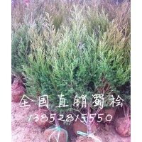 40公分蜀桧价格，50公分高蜀桧价格