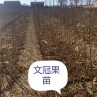 长期供应文冠果大小苗