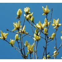 北京廊坊绿化苗木玉兰树