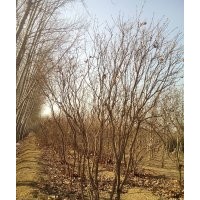 丛生丁香2.5-3米