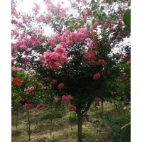 最新的5公分6公分的紫薇树苗价格