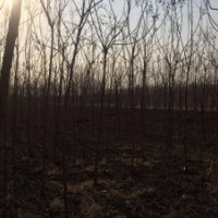 涿州绿化苗木栾树