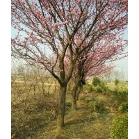 供应牡丹苗、月季苗、雪松等园林花卉苗