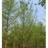 12公分实生银杏树价格_银杏树价格_爱国银杏(查看)