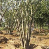 朴树价格|南京雪松一级苗最新上车价是多少