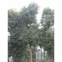 成都精品小叶香樟