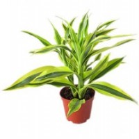 海南丰海金边富贵竹批发