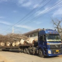 兴隆银杏|32公分银杏树|江苏32公分银杏树