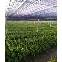 海南丰海富贵竹种植基地