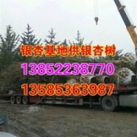 兴隆银杏,山东银杏树价格,22公分山东银杏树价格