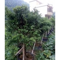 10公分精品红豆杉假植苗