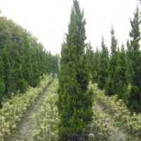 高度50公分龙柏价格10至20公分冠幅工程苗小龙柏价格