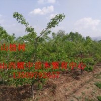 供应5——20公分山楂树
