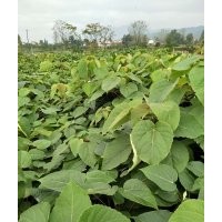 优质毛叶山桐子苗 一两年苗 三四年大树