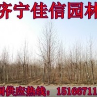 供18公分速生法桐 16公分法桐 20公分速生法桐