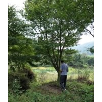 供20公分以上鸡爪槭大规格羽毛枫罗汉松红梅出售