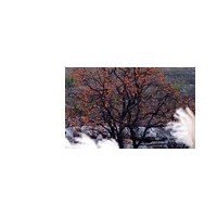 柿子树价格 柿子树基地 南京柿子树