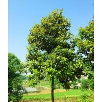 泸州广玉兰|成都广玉兰|四川广玉兰|西南广玉兰