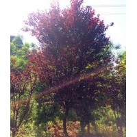 泸州红叶李|成都红叶李|四川红叶李|重庆红叶李