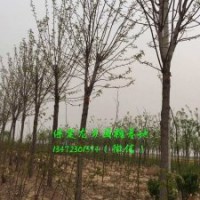 9公分国槐价格，9公分国槐树