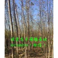 复叶槭树苗 复叶槭小苗 (图)