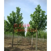 处理一批10公分法桐1-20公分法桐