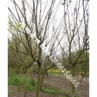 成都低价批发木芙蓉