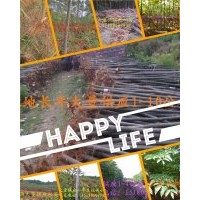 大量供应泡桐树苗