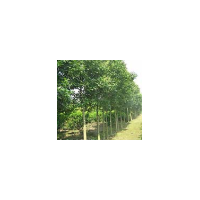 供应广玉兰 南京广玉兰价格 广玉兰批发价格