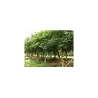 供应无患子 南京无患子 无患子批发价格 无患子价格