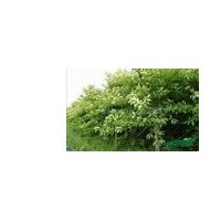 供应喜树 南京喜树 喜树批发价格 喜树价格