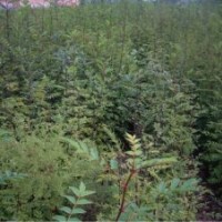 山西皂角苗皂角苗价格苗农直销