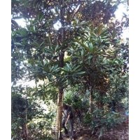 成都精品广玉兰基地广玉兰价格广玉兰直销10-30公分广玉兰